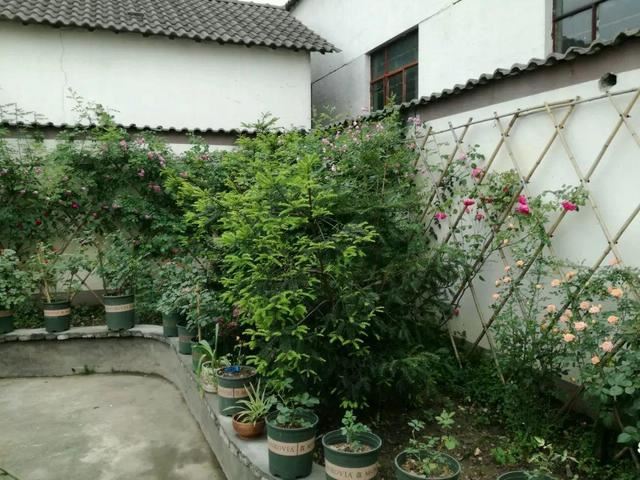 “穷人”专属养花法，他用三天时间，把废墟搞成复古小花园