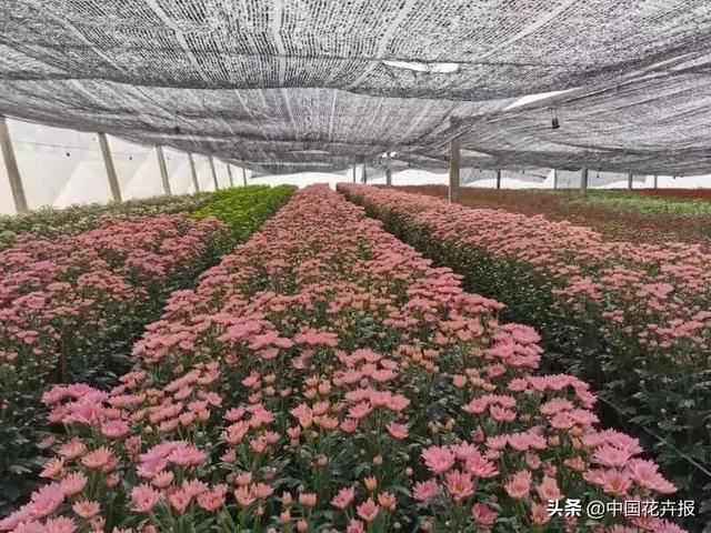 谁说情人节没有鲜花？请签收我为您种下的这片花海