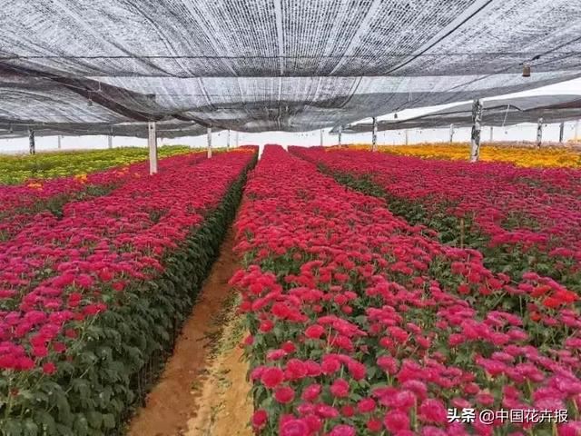 谁说情人节没有鲜花？请签收我为您种下的这片花海