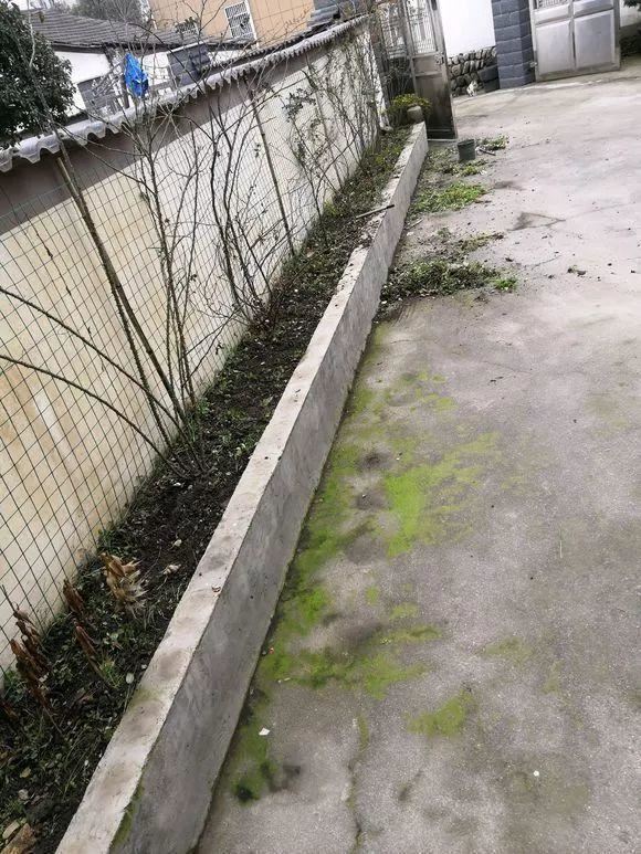 “穷人”专属养花法，他用三天时间，把废墟搞成复古小花园