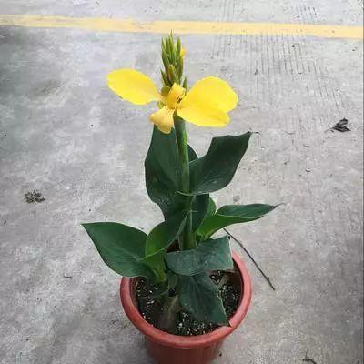 荷花就得用大缸种，施足肥料，开花又大又仙气