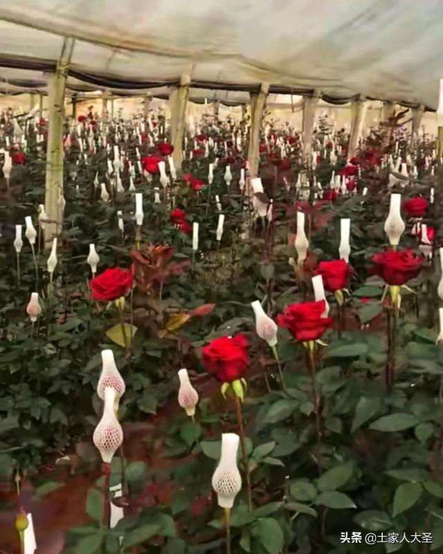 情人节到来，今年种鲜花的花农受疫情影响对他们打击也不小
