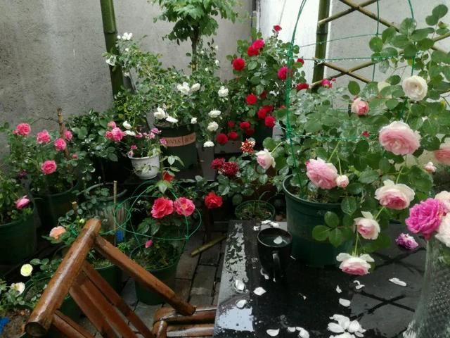 “穷人”专属养花法，他用三天时间，把废墟搞成复古小花园