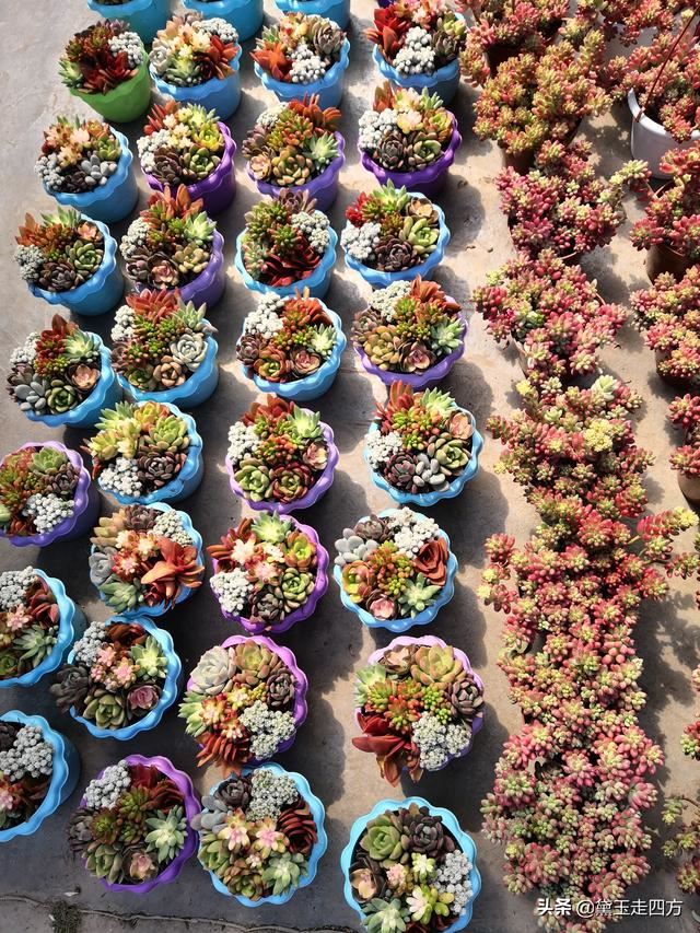 全国最大的鲜切花交易市场，因为新冠肺炎变的冷冷清清