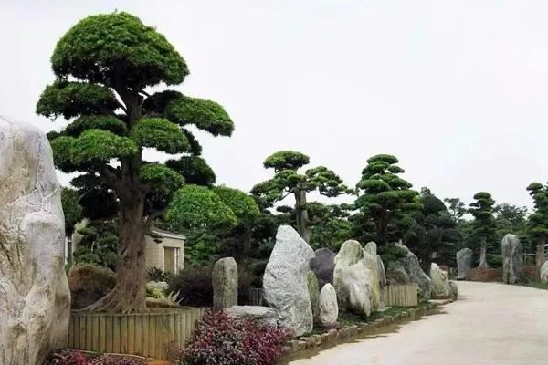 当前苗木市场最缺的6类苗木