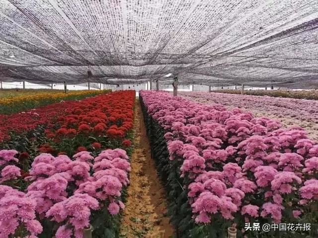 谁说情人节没有鲜花？请签收我为您种下的这片花海