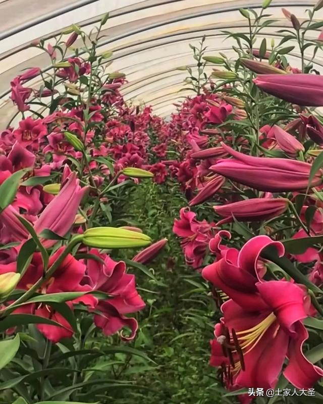 情人节到来，今年种鲜花的花农受疫情影响对他们打击也不小