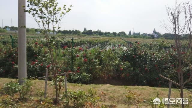 月季大棚里养护和露天，有哪些不一样和要注意的？