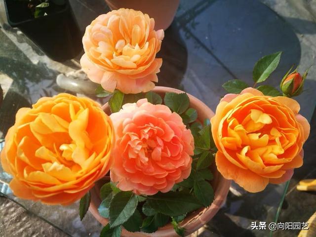养月季不要“挑”，烂大街的“果汁”，养好了也是精品，照样爆盆