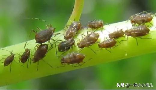 2020苗木人的5项减损通路和7条营销路径，科普分享做好新苗木营销
