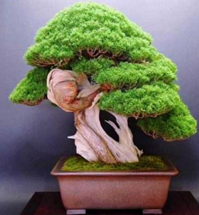 花木生意难做？有人却混得风生水起