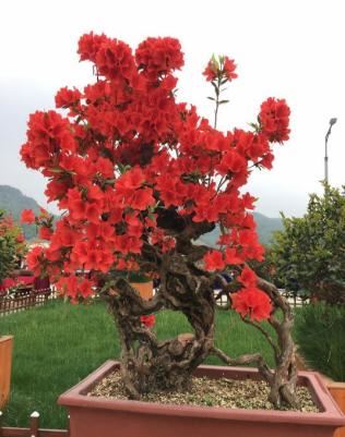 花木生意难做？有人却混得风生水起