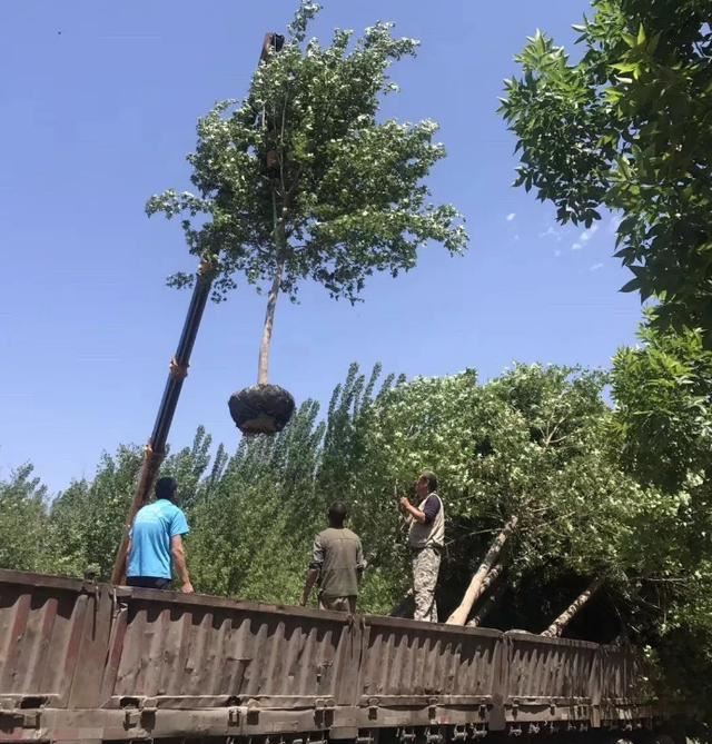 河间“树痴”郭虎通：“不吃饭行，不种树不行！”