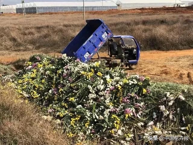 谁说情人节没有鲜花？请签收我为您种下的这片花海
