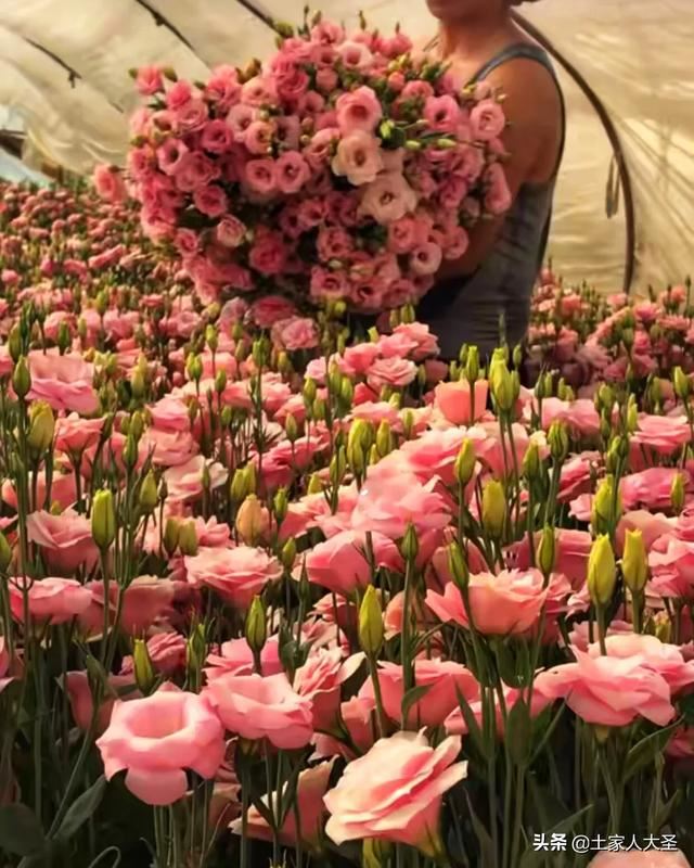 情人节到来，今年种鲜花的花农受疫情影响对他们打击也不小