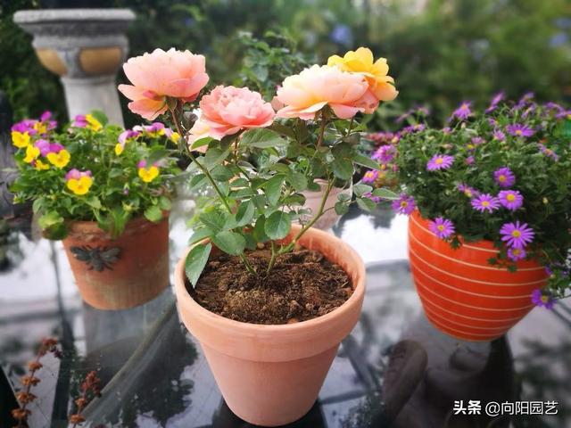 养月季不要“挑”，烂大街的“果汁”，养好了也是精品，照样爆盆