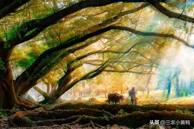 万年榕树千条根，只要三分钟，农村老农奉献毕生栽种真经绝学