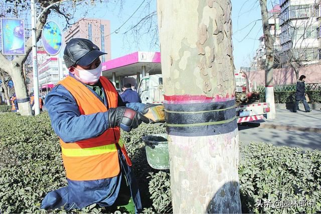 2月份，草履蚧即将来袭，“一缠、二涂、三喷药”教你3招治敌
