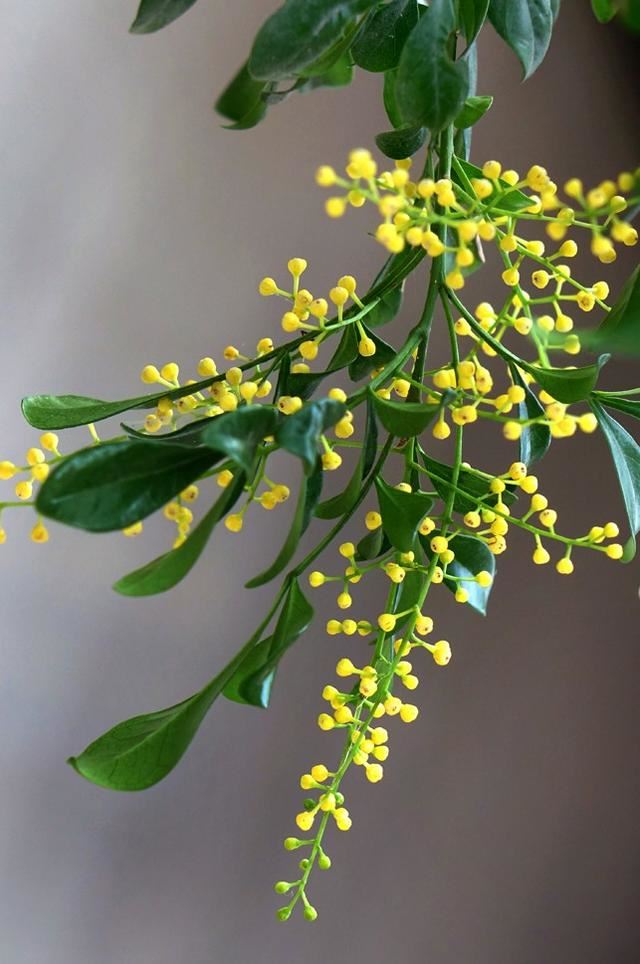 想要米兰花一年四季生机勃勃、花开不断，这些栽种经验要知道