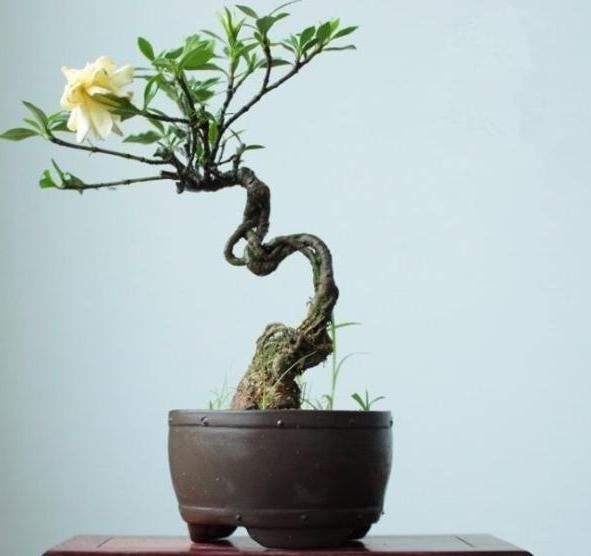 喜欢养花就盆栽栀子花，往土里加点沙子，轻松搞定病虫害问题
