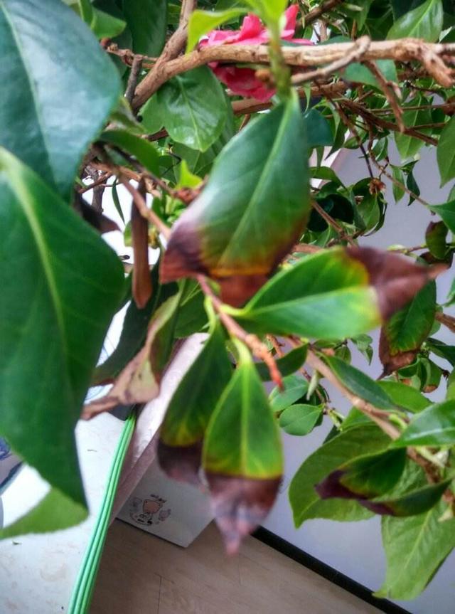 茶花掉花苞不开花，记住下面几点！一茬一茬冒花苞