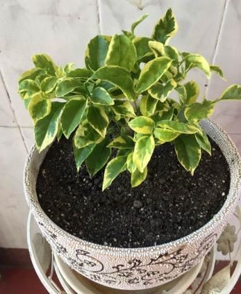 新买的花养不好？关键“缓苗”要得当，正确操作，后期养护才简单