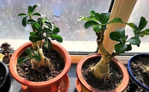 新买的花养不好？关键“缓苗”要得当，正确操作，后期养护才简单