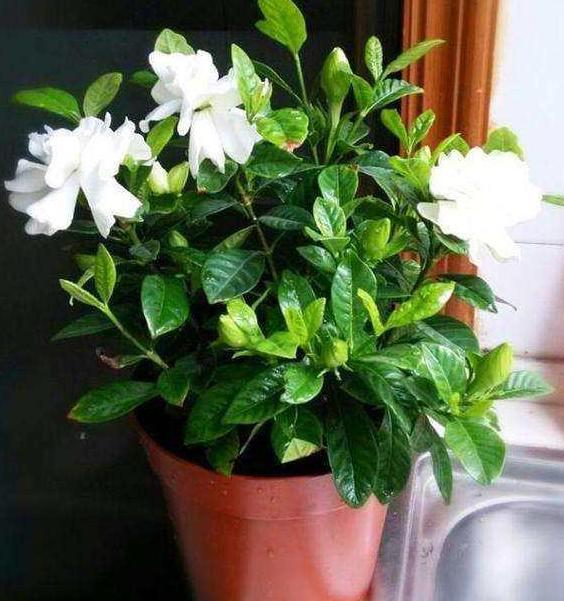 喜欢养花就盆栽栀子花，往土里加点沙子，轻松搞定病虫害问题