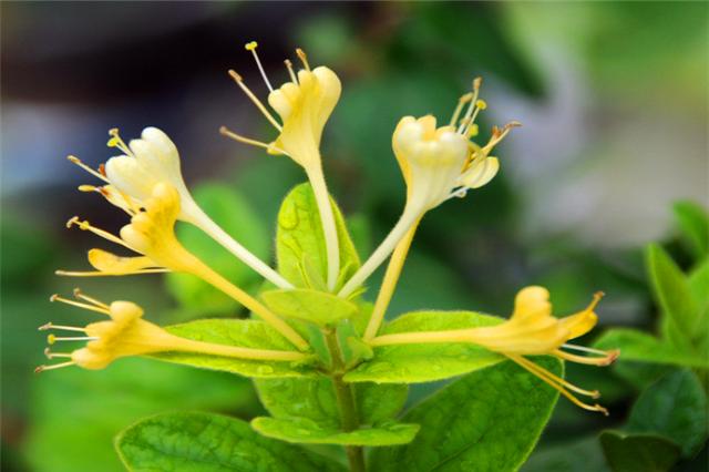盆栽金银花，好看清香能泡茶，只要记住这5点，一年花开6个月