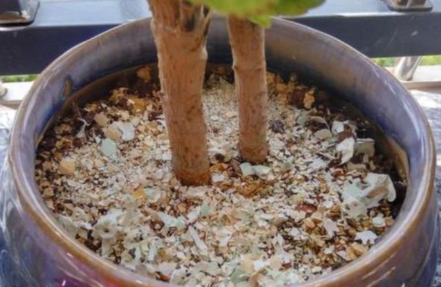 如何用鸡蛋壳代替花肥？学会正确的处理方法，再也不用担心招虫
