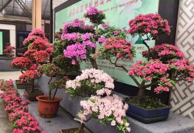 盆栽杜鹃花该如何浇水、施肥？分清阶段，植株叶绿根壮、开花多
