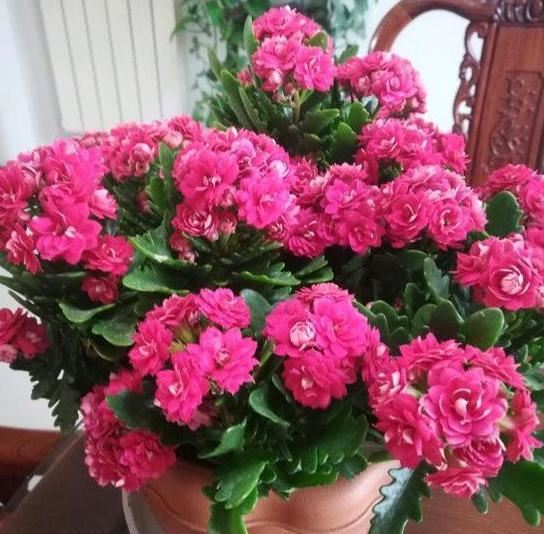 冬季如何给不休眠的花追肥？用上3种"长个肥"，效果堪比激素