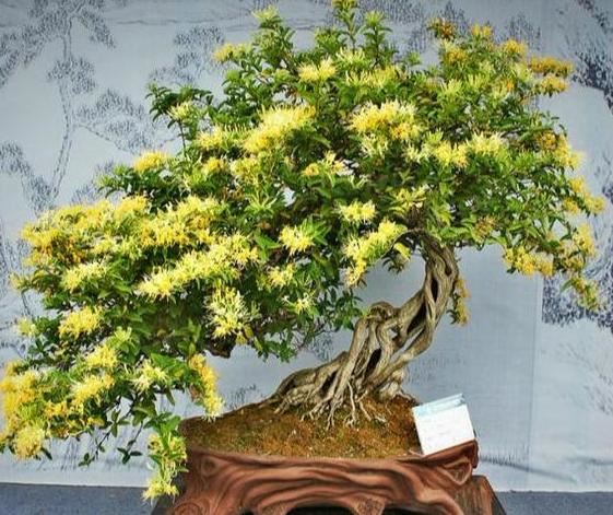 在家养金银花该如何栽培？掌握"2门"技术，植株长得好开花多