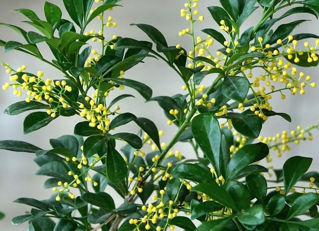 想要米兰花一年四季生机勃勃、花开不断，这些栽种经验要知道
