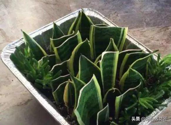 这“3种”植物，剪根枝条“插”土里，15天就生根，省钱又省心