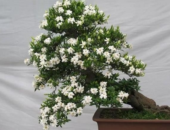 喜欢养花就盆栽栀子花，往土里加点沙子，轻松搞定病虫害问题