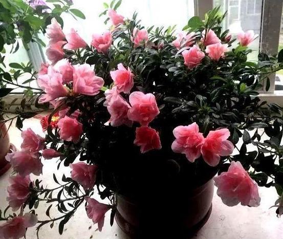 如何在家栽种好杜鹃花？掌握6大要素，春天植株突突往外冒花