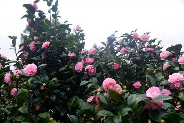 茶花掉花苞不开花，记住下面几点！一茬一茬冒花苞
