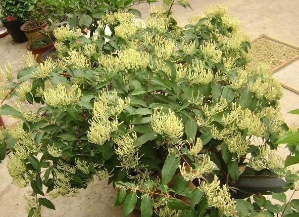 在家养金银花该如何栽培？掌握"2门"技术，植株长得好开花多