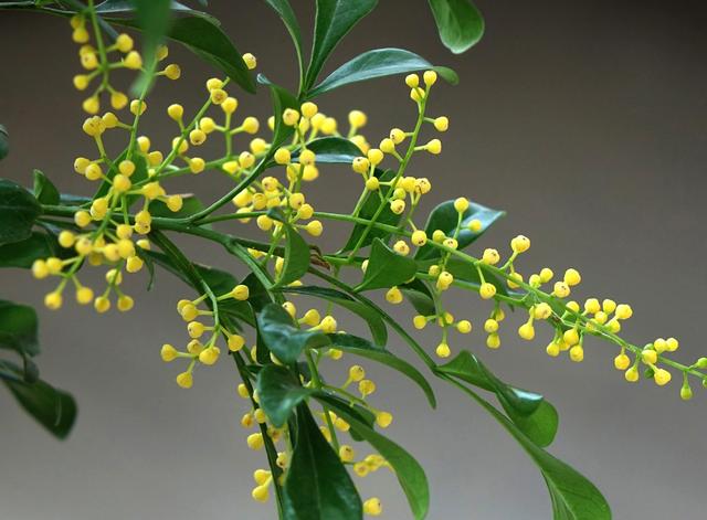 想要米兰花一年四季生机勃勃、花开不断，这些栽种经验要知道