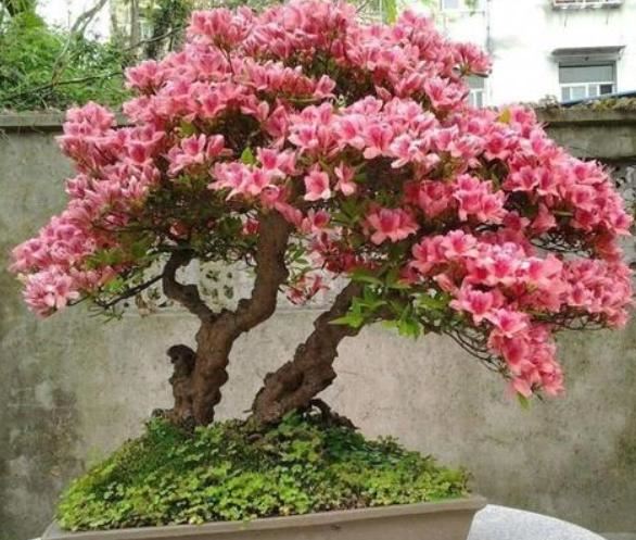 盆栽杜鹃花该如何浇水、施肥？分清阶段，植株叶绿根壮、开花多