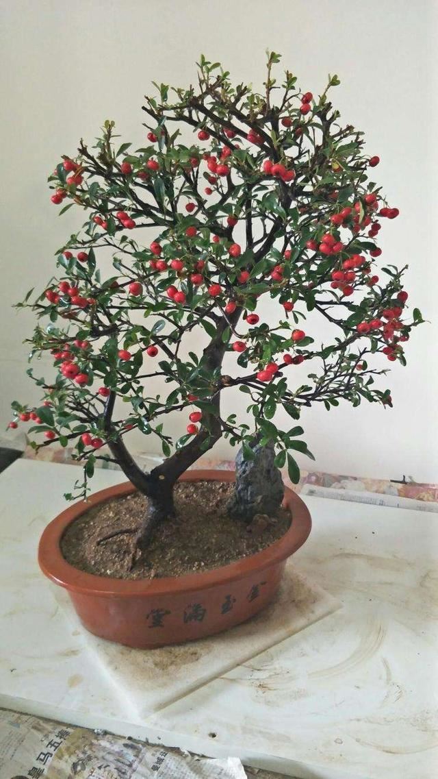 盆里长满“吉祥果”，个头袖珍颜色红艳，名叫火棘养成盆景价值高