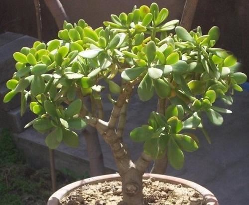 玉树不开花怎么办？只要掌握这４要素，花苞蹭蹭冒不停