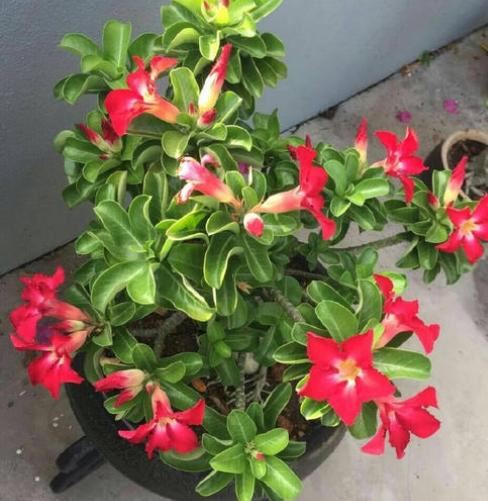 如何用鸡蛋壳代替花肥？学会正确的处理方法，再也不用担心招虫
