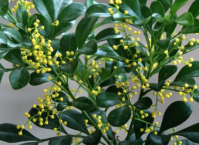 想要米兰花一年四季生机勃勃、花开不断，这些栽种经验要知道