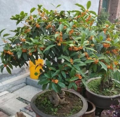 新买的花养不好？关键“缓苗”要得当，正确操作，后期养护才简单