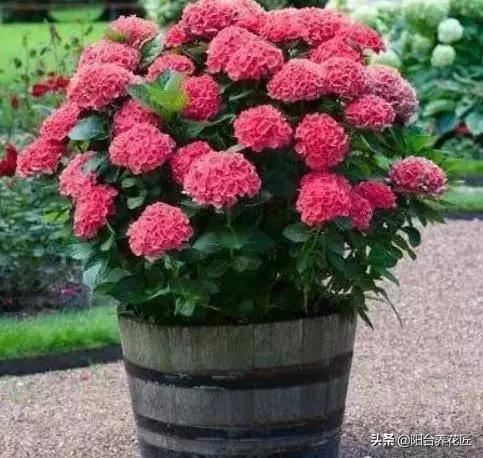 这“3种”植物，剪根枝条“插”土里，15天就生根，省钱又省心