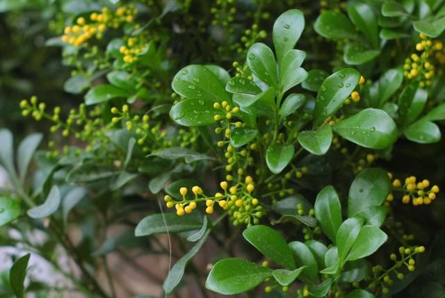 想要米兰花一年四季生机勃勃、花开不断，这些栽种经验要知道