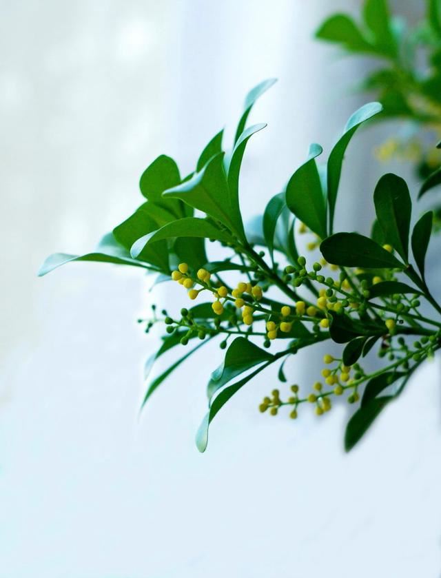 想要米兰花一年四季生机勃勃、花开不断，这些栽种经验要知道