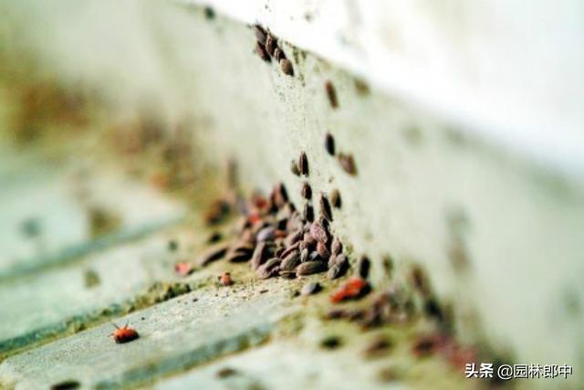 2月份，草履蚧即将来袭，“一缠、二涂、三喷药”教你3招治敌